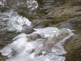 American Dipper